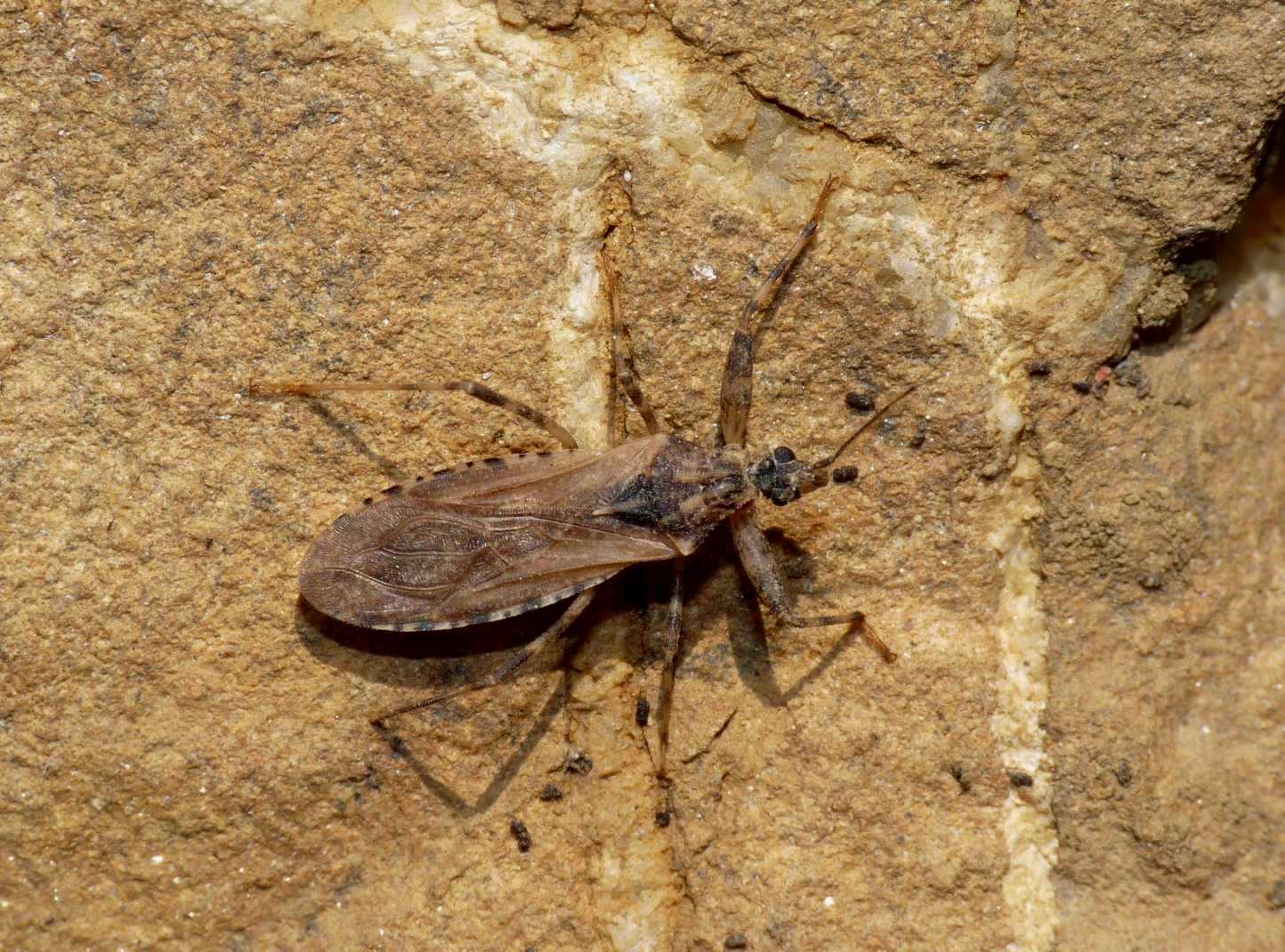 Reduviidae: Oncocephalus squalidus del Lazio (Rm)